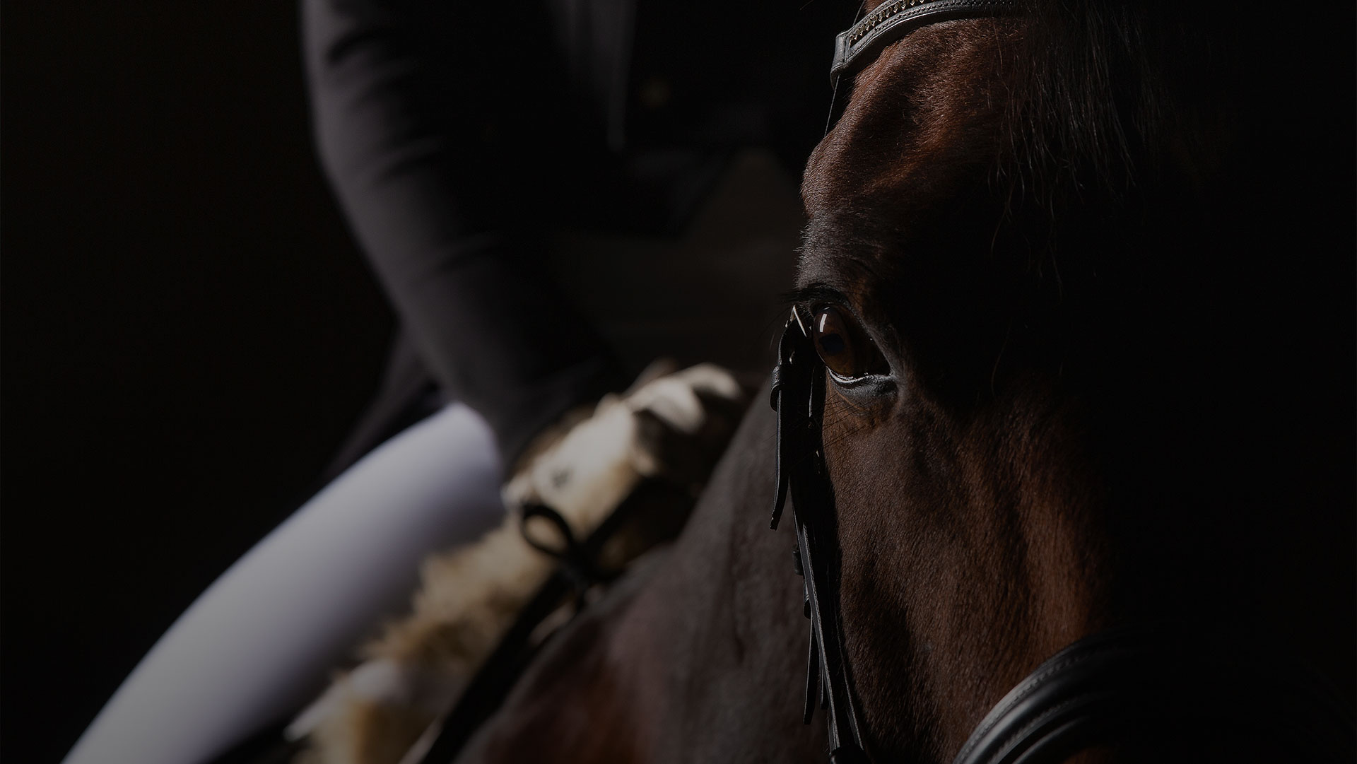 hrp Physiotherapie für Pferd und Reiter